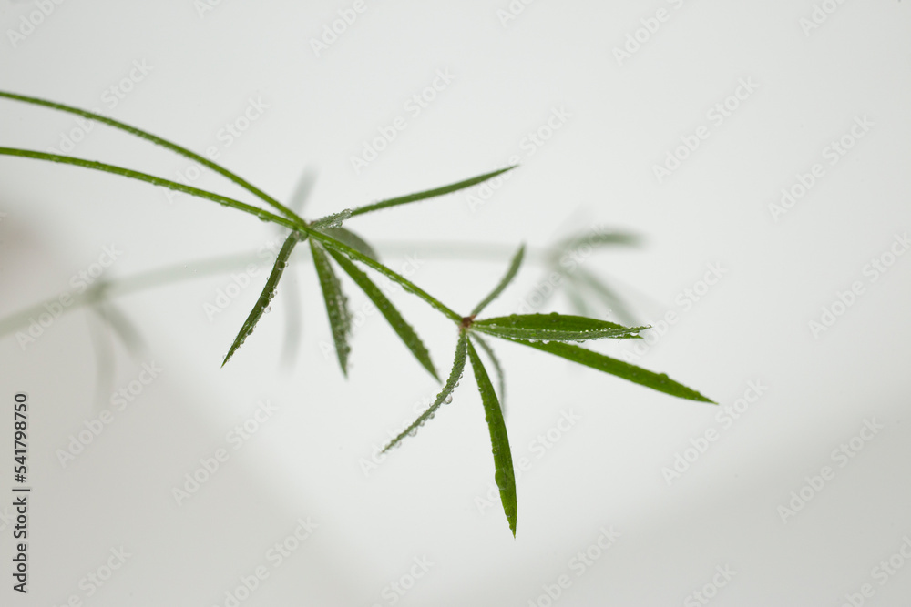 asparagus fern leaves on white background with water drops asparagus fern leaves on white background with water drops