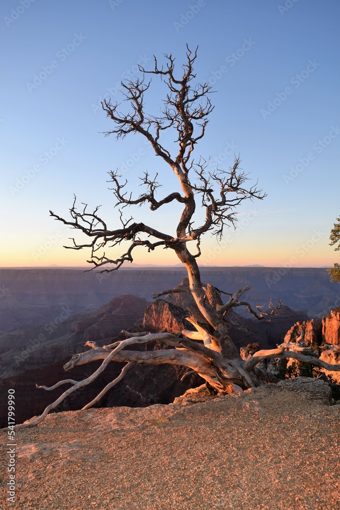 Lone Tree Overlooks North Rim of Grand Canyon at Dawn Lone Tree Overlooks North Rim of Grand Canyon at Dawn
