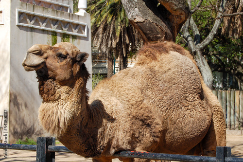 camello en cautiverio en zoologico de ciudad photo