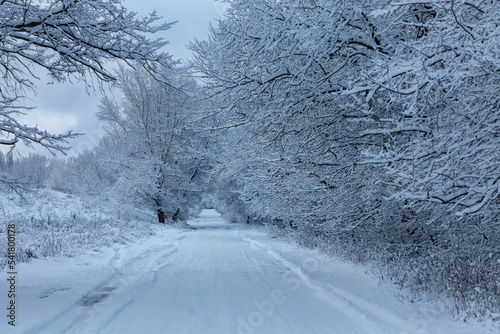 Winter snow trees, road perspective. White alley in forest. Snowy tree rows and gray sky. The car traces.