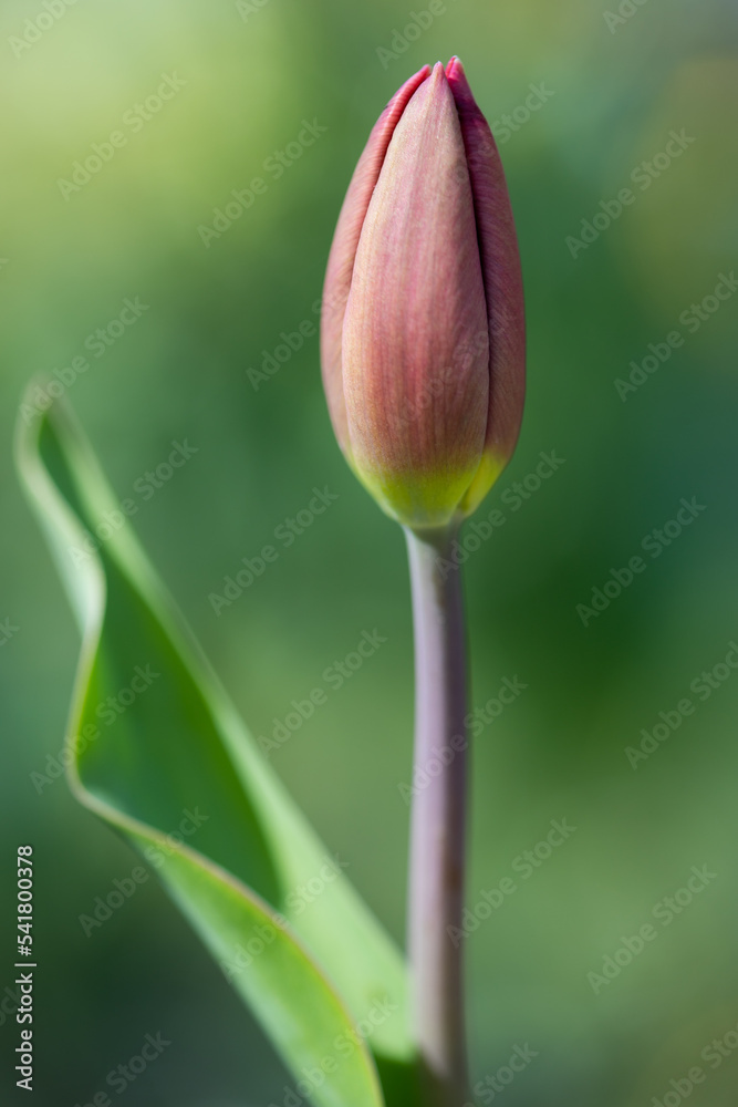 tulip in the garden tulip in the garden