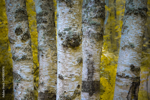 White trunks of birches in the autumn forest. Close-up landscape. High quality photo