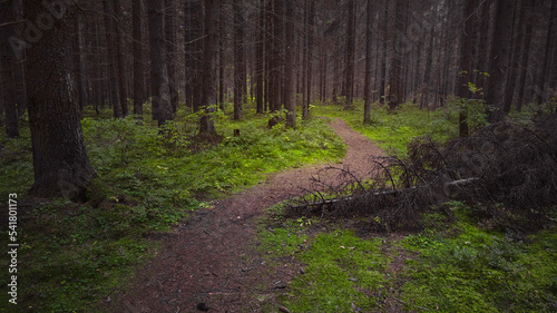 Beautiful landscape view of autumn forest with a path. High quality photo