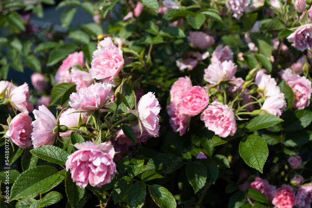 Garden center. Roses, a view from a drone. Trade, sale, cultivation of flower seedlings. A clear sunny day. Soft focus. pink flowers Garden center. Roses, a view from a drone. Trade, sale, cultivation of flower seedlings. A clear sunny day. Soft focus. pink flowers