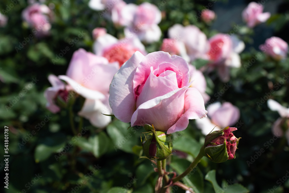 Garden center. Roses, a view from a drone. Trade, sale, cultivation of flower seedlings. A clear sunny day. pink rose bush, soft focus. 