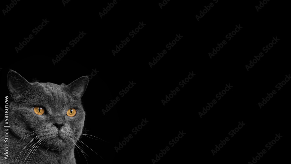 A gray Shorthair cat with yellow eyes looking at the camera.  Copy space, minimalism. British shorthair cat with blue-gray fur and yellow eyes.
