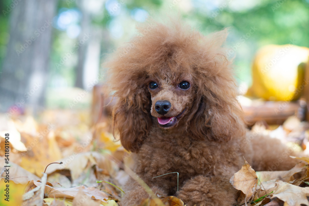 Attentive mini red toy poodle in autumn park Attentive mini red toy poodle in autumn park