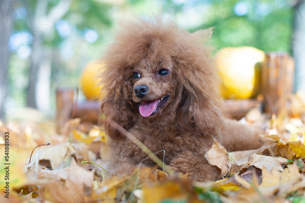 Attentive Mini Red Toy Poodle In Autumn Park Stock Photo | Adobe Stock