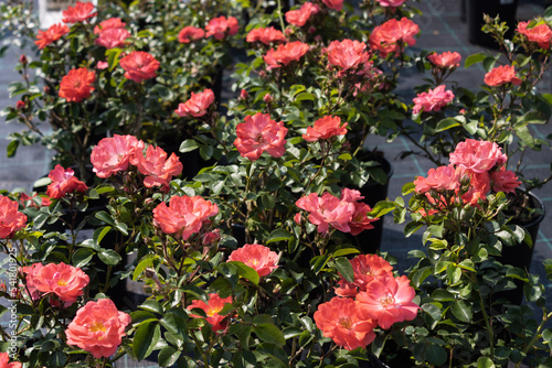 Garden center. Roses, a view from a drone. Trade, sale, cultivation of flower seedlings. A clear sunny day. red and yellow tulips