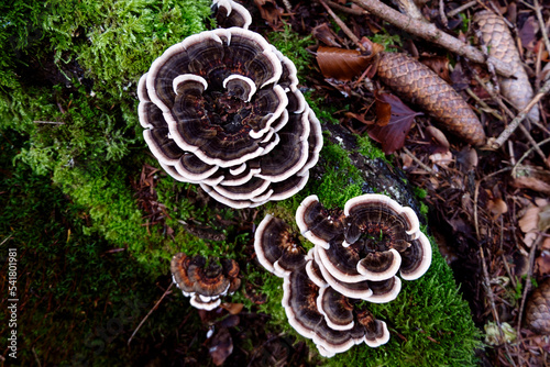 Trametes versicolor,  polypore mushroom known as turkey tail, view from above. photo