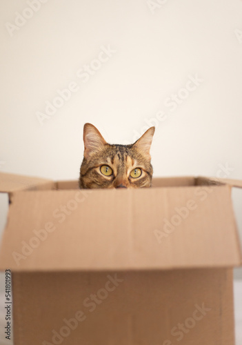 Gato adentro de caja de cartón 