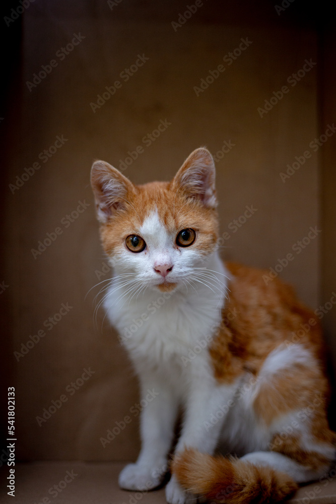 Gato blanco con manchas amarillas en caja de cartón Gato blanco con manchas amarillas en caja de cartón