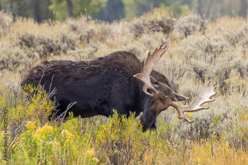 Bull Moose in Wyoming in Autumn