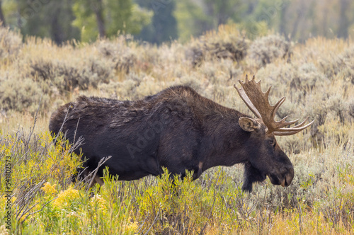 Bull Moose in Wyoming in Autumn