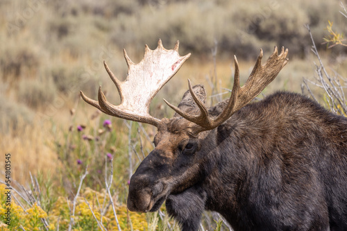 Bull Moose in Wyoming in Autumn