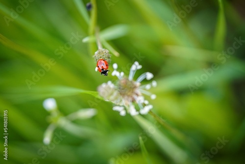 red ladybug on green background © Milan