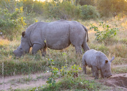 Εκτύπωση καμβά View of the big and baby rhinos in Sabi Sands game reserve in South Africa