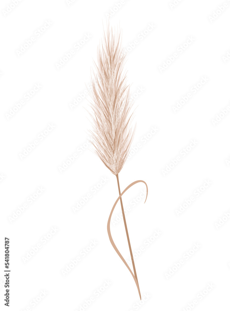 Pampas grass branch. Dry feathery head plume, used in flower arrangements, ornamental displays, interior decoration, fabric print, wallpaper, wedding card. Golden ornament element in boho style Pampas grass branch. Dry feathery head plume, used in flower arrangements, ornamental displays, interior decoration, fabric print, wallpaper, wedding card. Golden ornament element in boho style