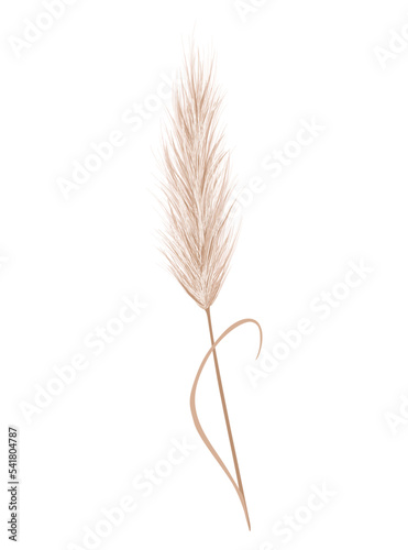 Pampas grass branch. Dry feathery head plume  used in flower arrangements  ornamental displays  interior decoration  fabric print  wallpaper  wedding card. Golden ornament element in boho style