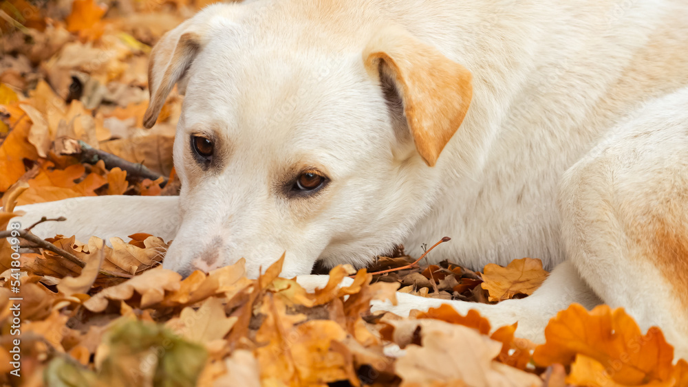 White with red spots stray dog lies on ground covered with bright yellow dry leaves. Dog looks sadly with head lies on paw on autumn day
