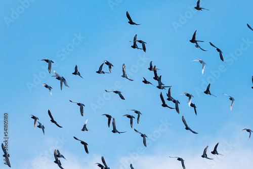 Bandada de palomas volando en un cielo despejado azul