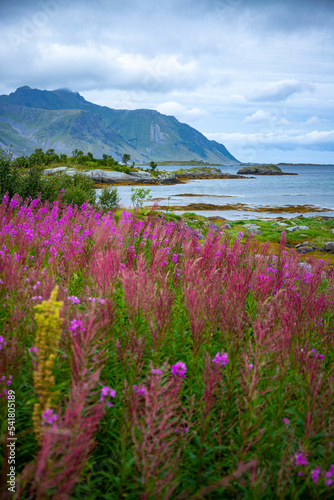 purple flowers by the sea with mighty mountains in the background, northern norway landscape, senja island