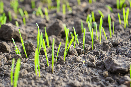 Close up young wheat seedlings growing in a field. Agriculture and agronomy theme