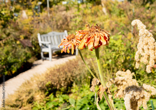 фотографія Orange flowers with petals wilting during fall