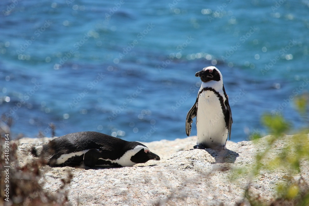 Obraz premium penguin on the rocks