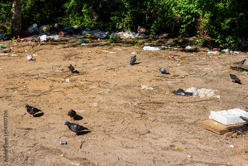 City pigeons look for food among the garbage