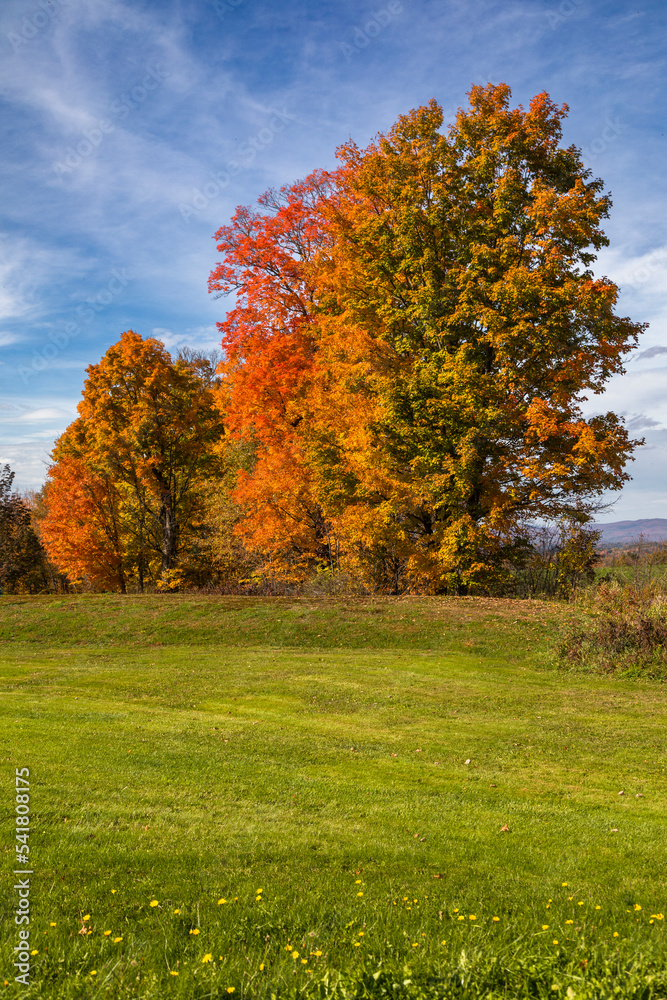Colorful autumn trees, Morristown, Vermont, USA