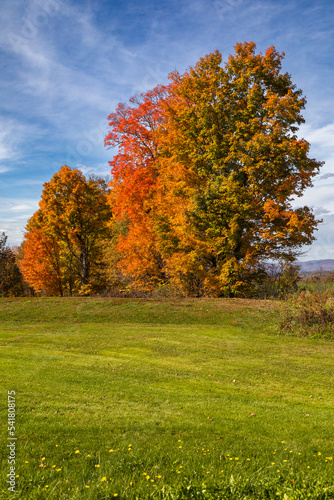 Colorful autumn trees, Morristown, Vermont, USA