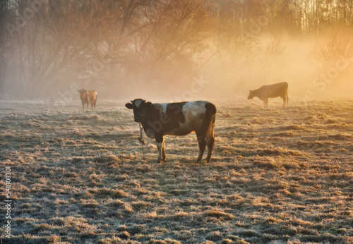 cows graze in the meadow. autumn dawn. the sun's rays break through the fog. nature of Ukraine © sergnester