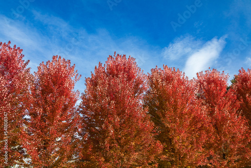 Red trees against a blue sky in autumn, Stowe, Vermont, USA