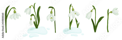 Set of spring flowers and snowdrop buds on melting snow.Vector graphics.