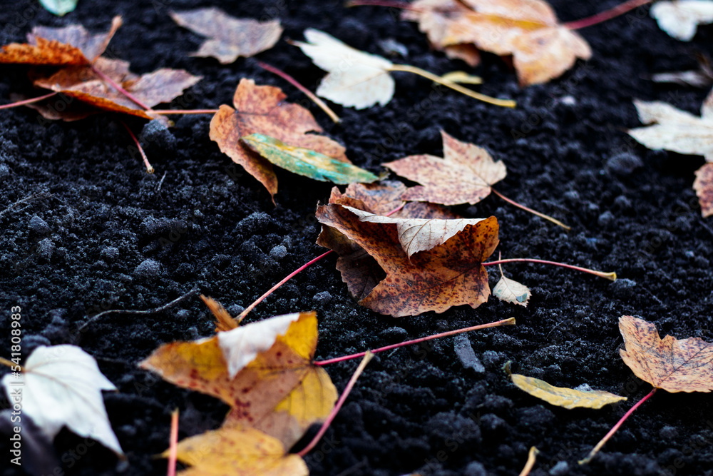 Fototapeta premium Red and orange autumn leaves background. Outdoor. Colorful backround image of fallen autumn leaves perfect for seasonal use. Space for text