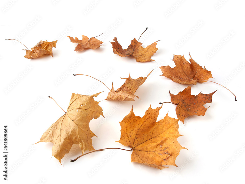 Dry maple tree leaves isolated on white background. Set of brown autumn leaves. Dry maple tree leaves isolated on white background. Set of brown autumn leaves.
