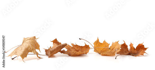 Foto Dry maple tree leaves isolated on white background