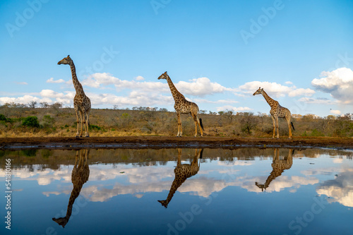 Canvas Print Three giraffes at a water hole
