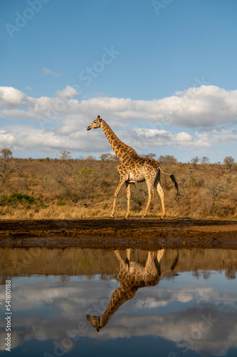 Giraffe reflected in water in South Africa