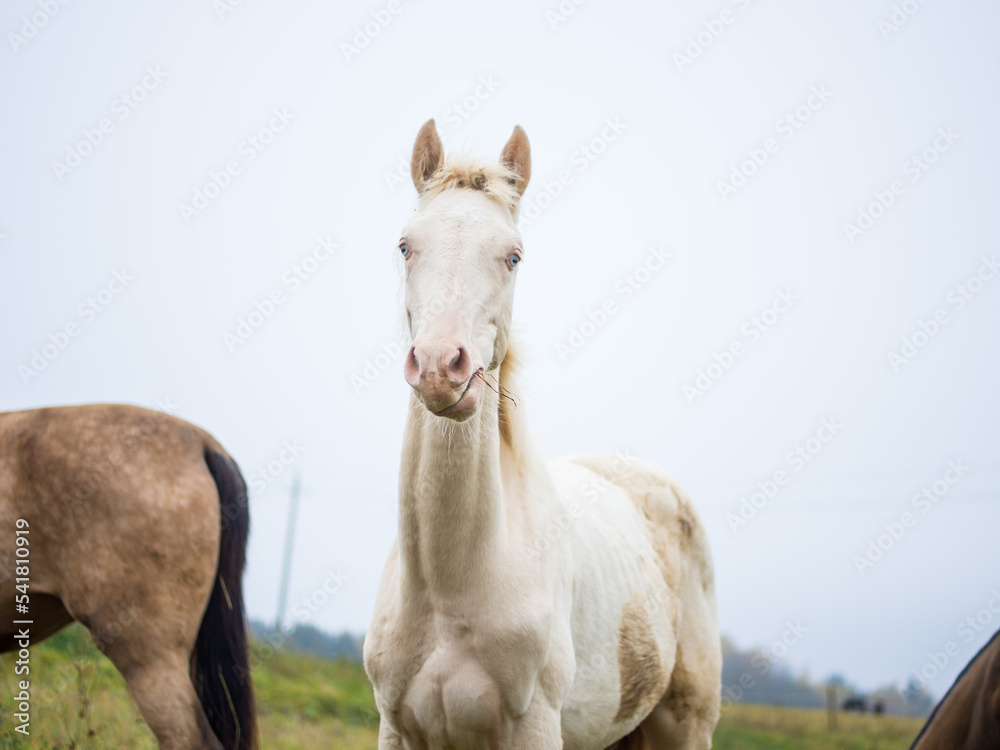 a beautiful white albino horse grazes in a pasture in the early morning mist, an albino horse eats grass a beautiful white albino horse grazes in a pasture in the early morning mist, an albino horse eats grass