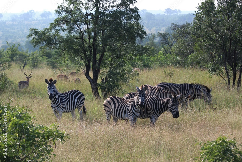Naklejka premium herd of zebras in the savannah