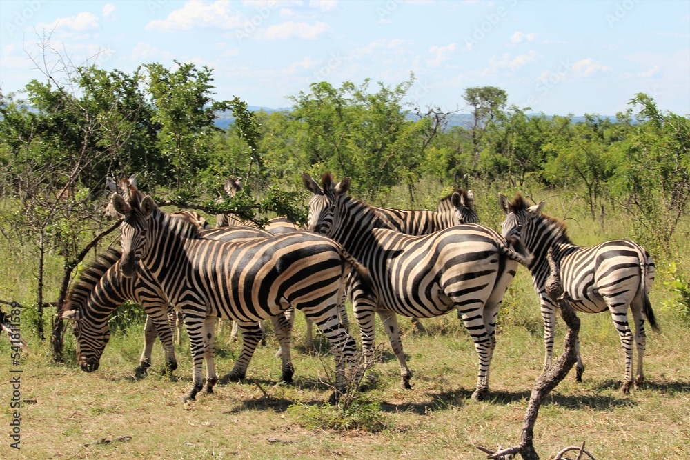 Obraz premium herd of zebras looking at the camera