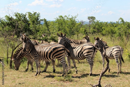 herd of zebras looking at the camera