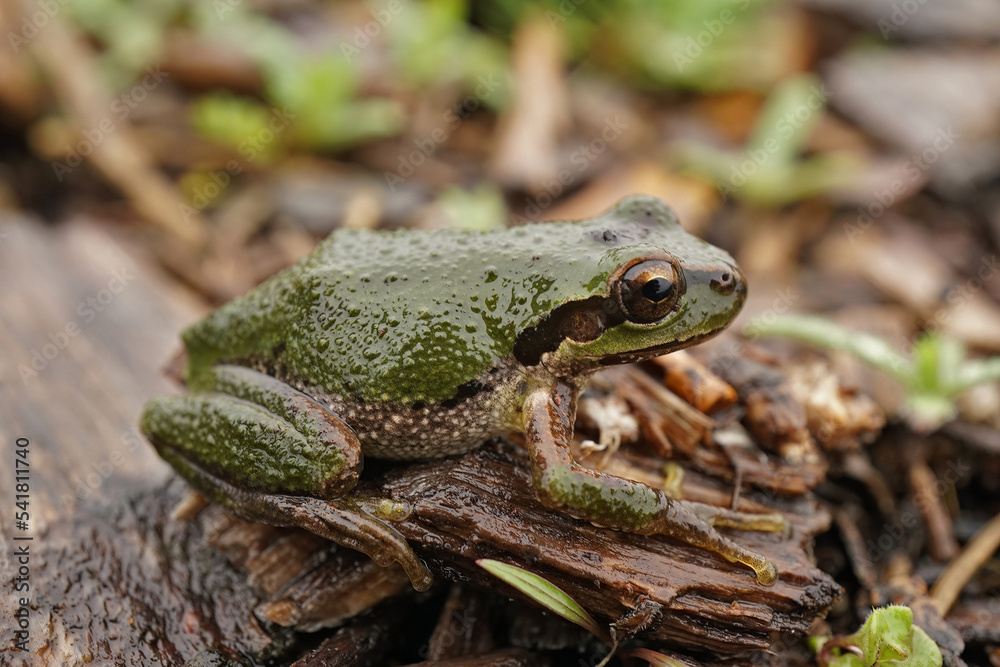 Closeup on a green Pacific treefrog, Pseudacris regilla in rainy clouded weather Closeup on a green Pacific treefrog, Pseudacris regilla in rainy clouded weather