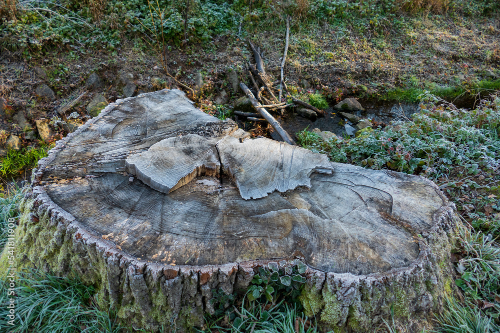 Baumstumpf, abgesägter Baum von der Witterung
