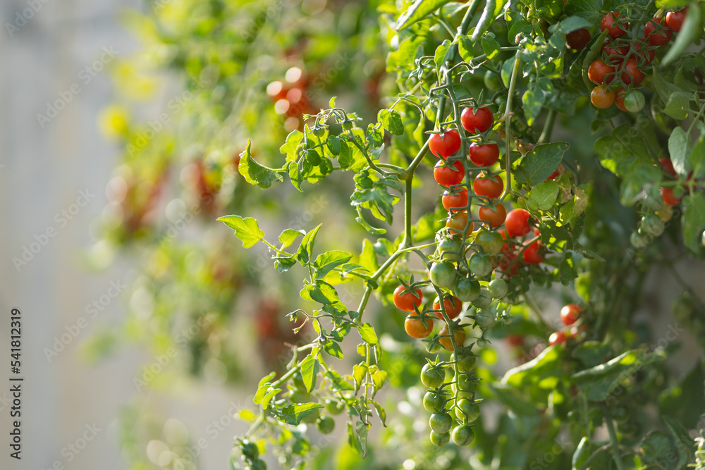 Appetizing cherry tomato fruits hanging from green bush growing inside greenhouse or on farmer's plantation. Clusters with miniature tomatoes grown for sale in market and added to vegetarian salads