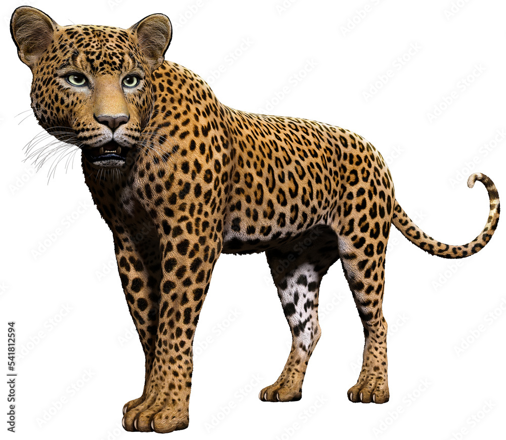 Leopard standing and watching 3D illustration Leopard standing and watching 3D illustration