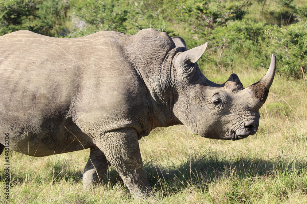 Fototapeta premium rhino in the wild