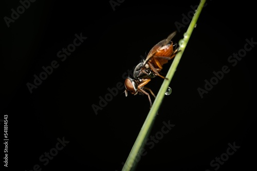 Close up of a Picture-winged fly (Ulidiidae) on a stem and black background photo